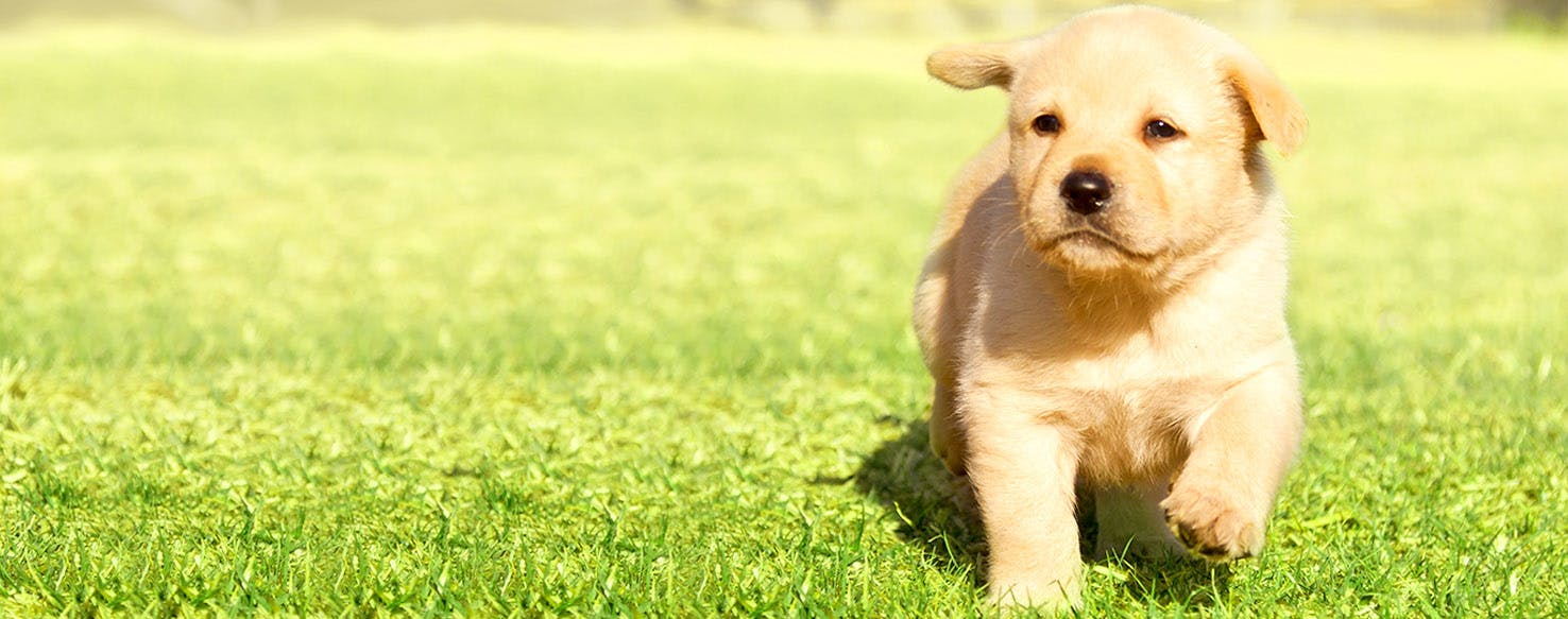 Best 11 Letter Dog Names Popular Male And Female Names Wag 
